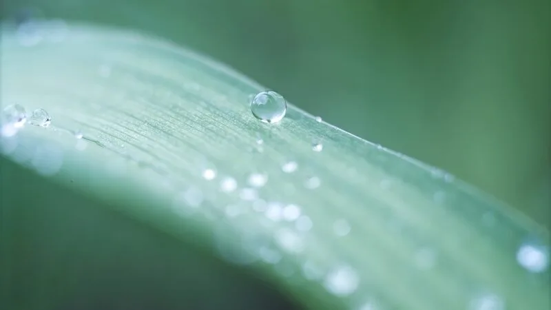 Crystal clear droplet on a green leaf, as an example of Jaden's nature photography.