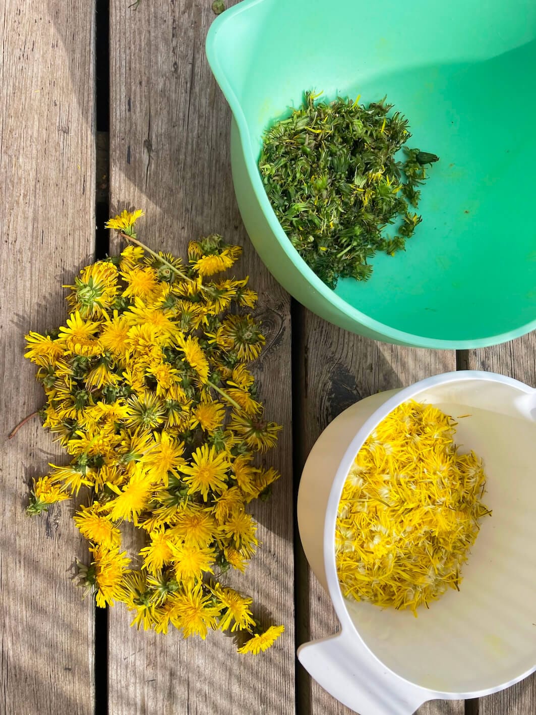 Freshly harvested dandelions being prepared for syrup—whole flowers on a wooden surface, green parts and bright yellow petals separated.