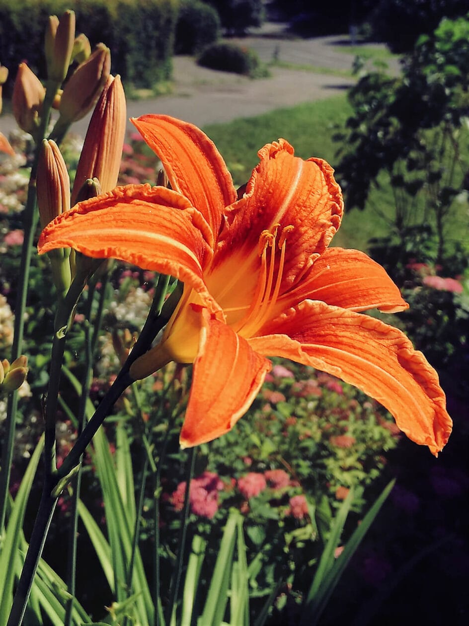 Lily flower in garden