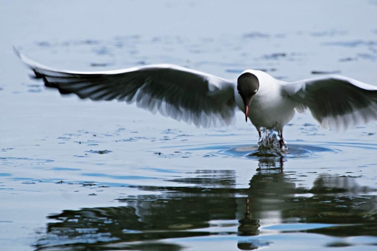 Read more about the article Flow: The Epitome of Harmony