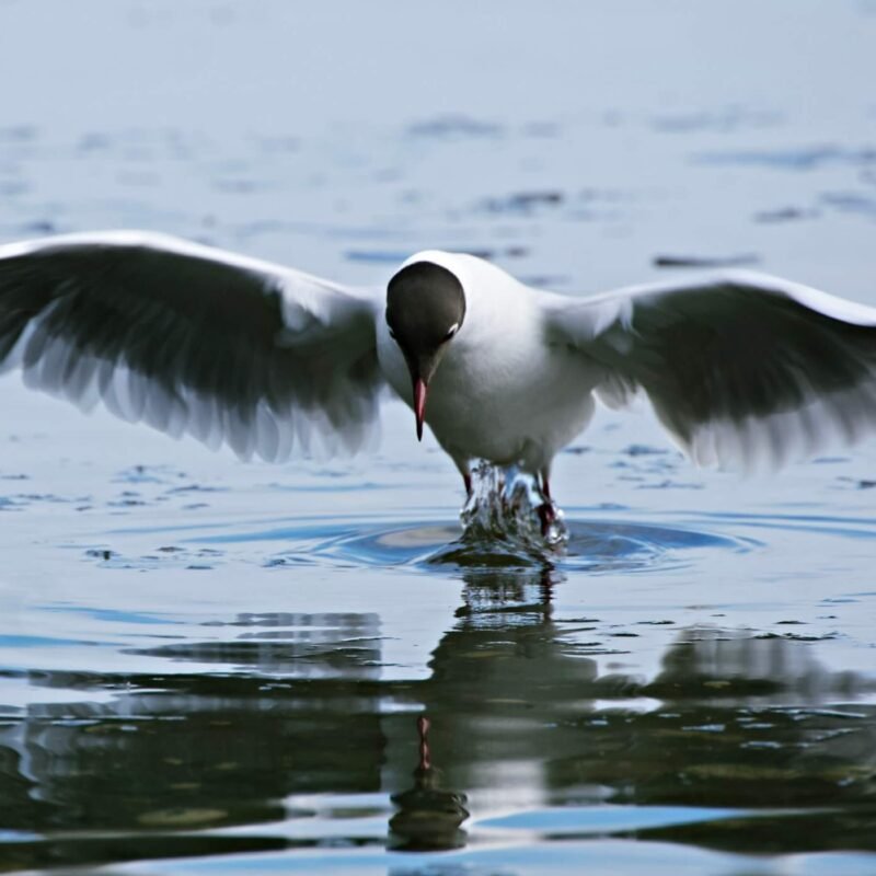Flow: The Epitome of Harmony